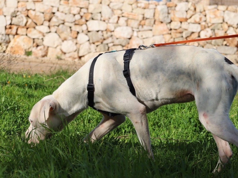 Adotta il cane Bianchina a Bari