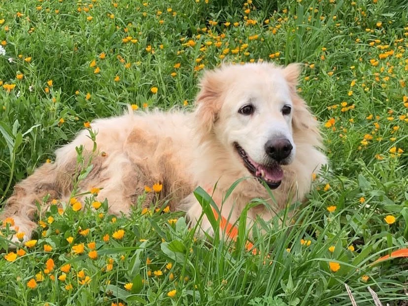 Adozione cane, femmina, Razza sconosciuta Razza sconosciuta, 10 anni e 3 mesi, taglia grande, Bari