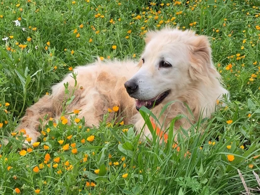 Adotta un cane, femmina, 10 anni e 3 mesi, Bari