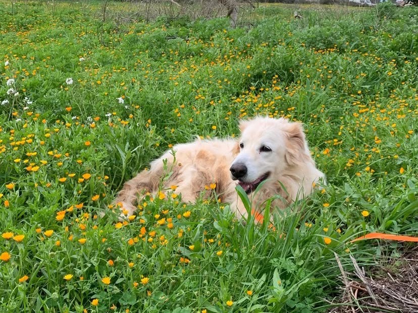Adotta un cane, taglia grande, femmina, Bari