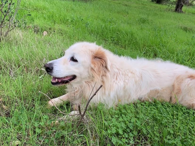 Vuoi adottare un cane a Bari?