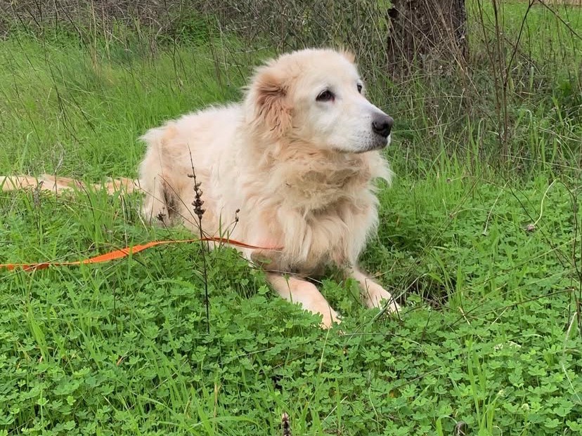Adotta il cane Marta a Bari