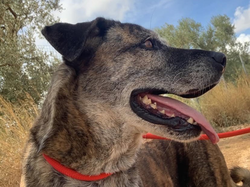 Vuoi adottare un cane a Bari?