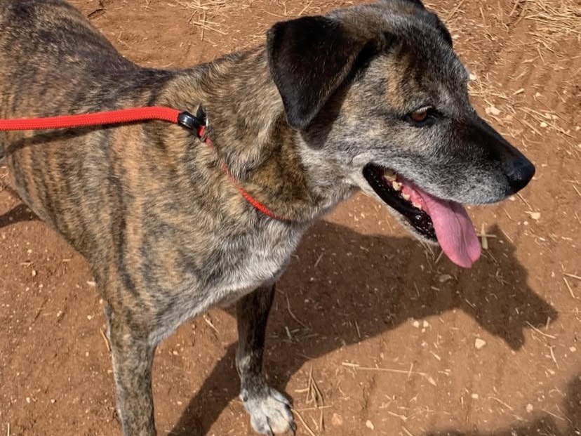 Adotta il cane Donna a Bari