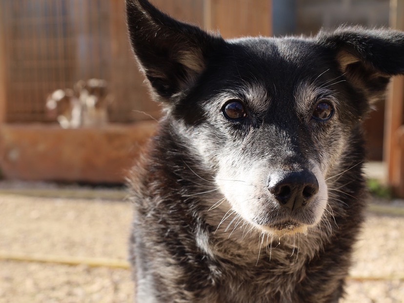 Vuoi adottare un cane a Bari?