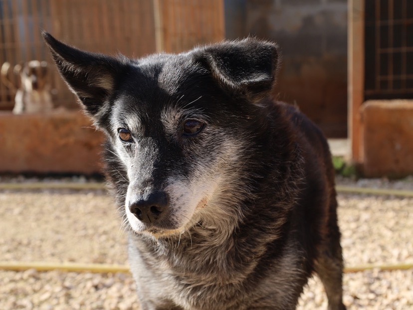Adotta il cane Willy a Bari
