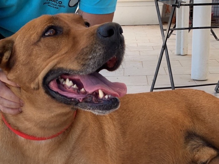 Adotta il cane Rio a Bari