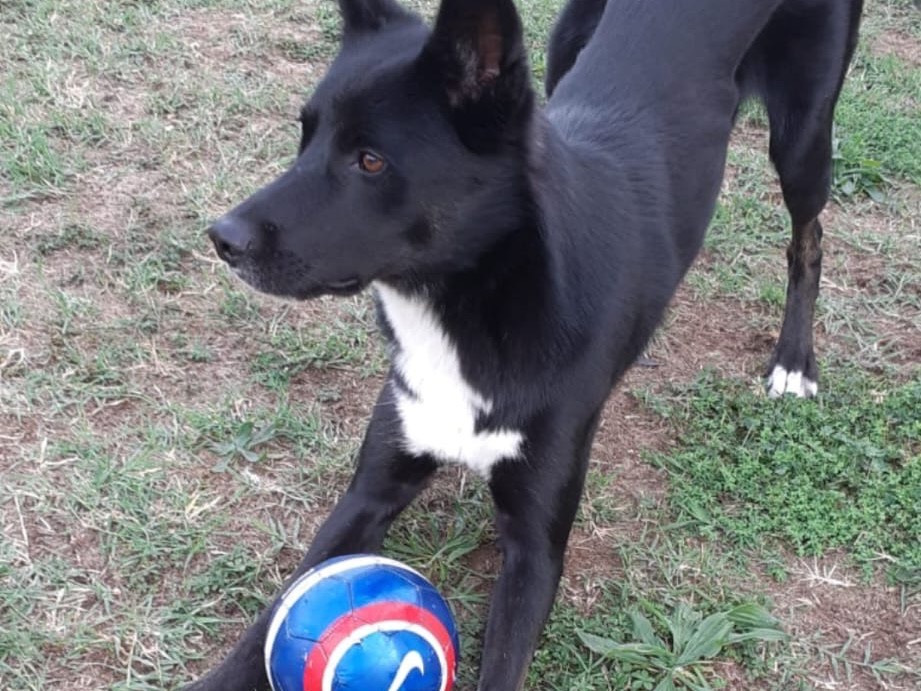 Vuoi adottare un cane a Monza?