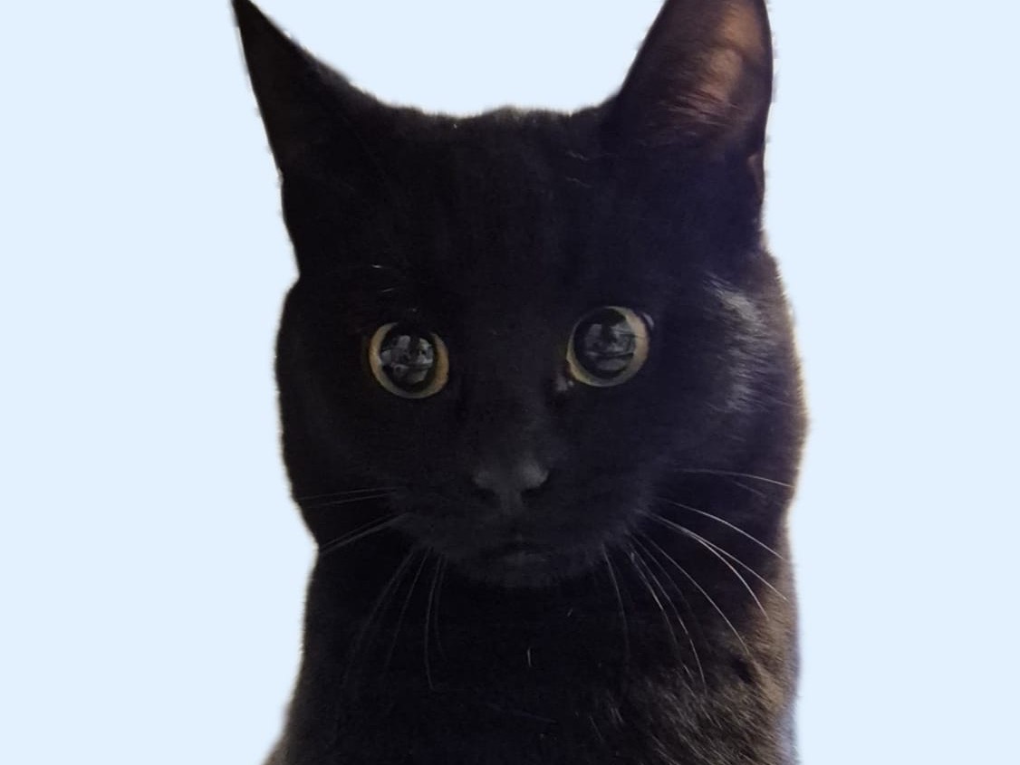 Vuoi adottare un gatto a Ancona?