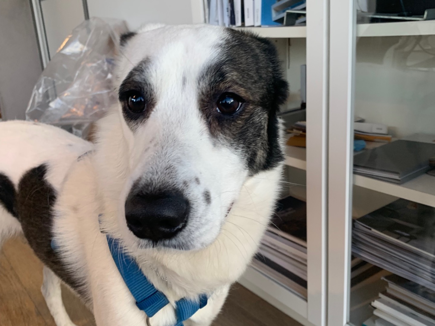Adozione cane, maschio, Border Collie Razza sconosciuta, 3 anni e 3 mesi, taglia media, Milano