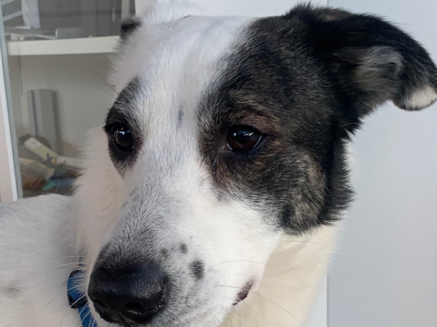 Adotta il cane Sheitan a Milano