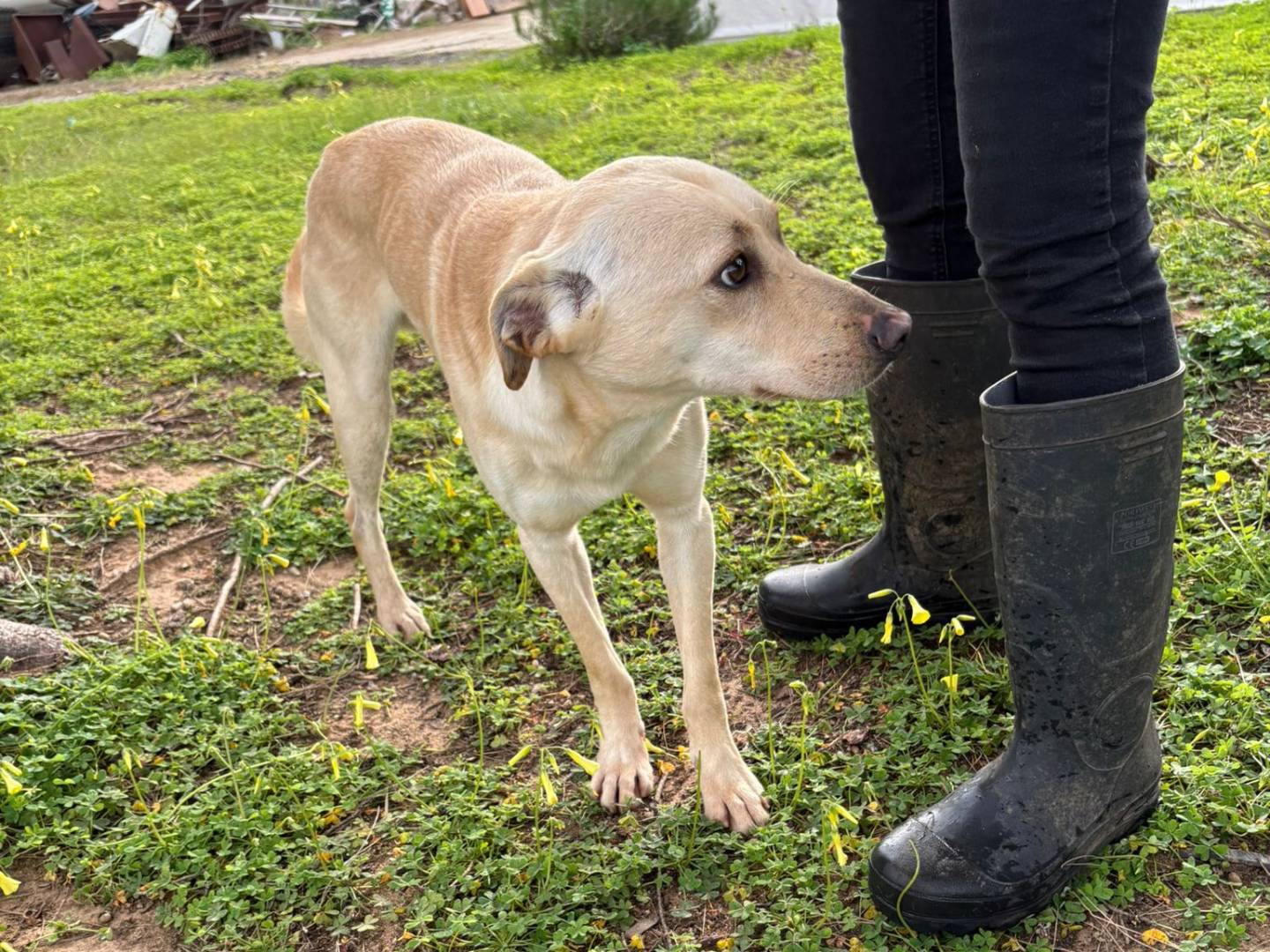 Vuoi adottare un cane a Crotone?
