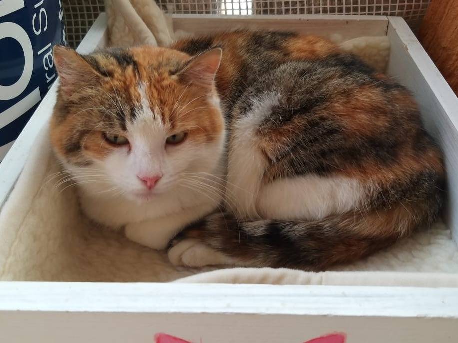 Adotta un gatto, femmina, 12 anni e 1 mese, Ravenna