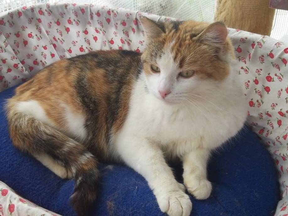 Adotta un gatto, taglia non valida, femmina, Ravenna