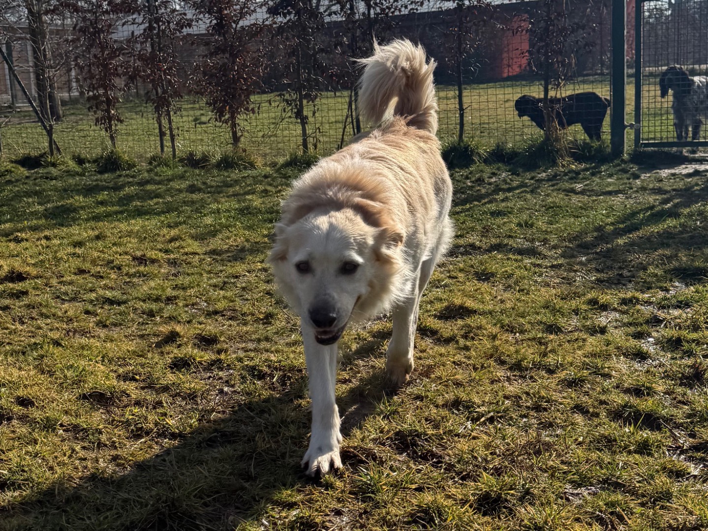 Vuoi adottare un cane a Milano?