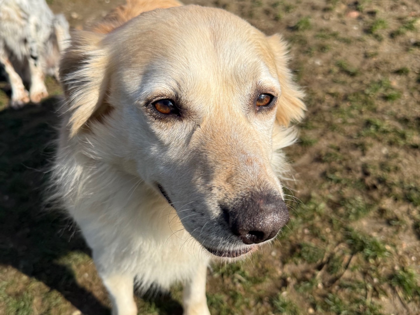 Adotta il cane Frodo a Milano
