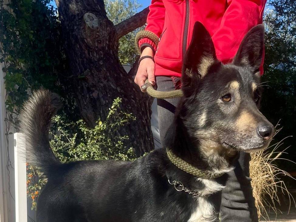 Adotta il cane Giove a Bergamo