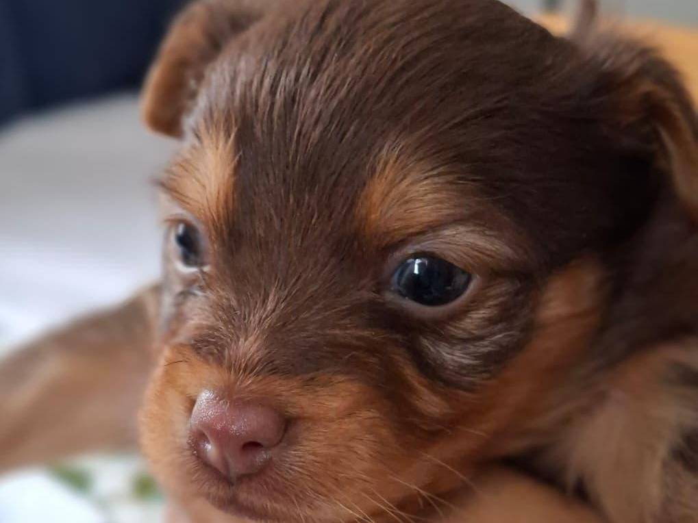 Adotta un cane, taglia piccola, maschio, Chieti