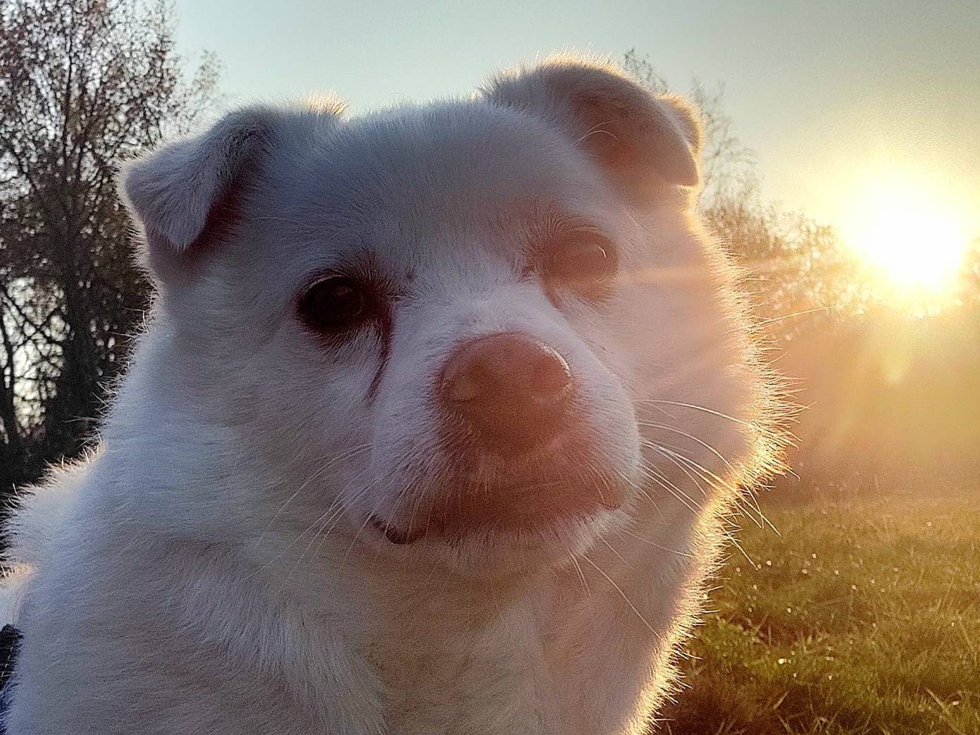 Adozione cane, maschio, Pastore maremmano Razza sconosciuta, 9 anni e 1 mese, taglia media contenuta, Cuneo