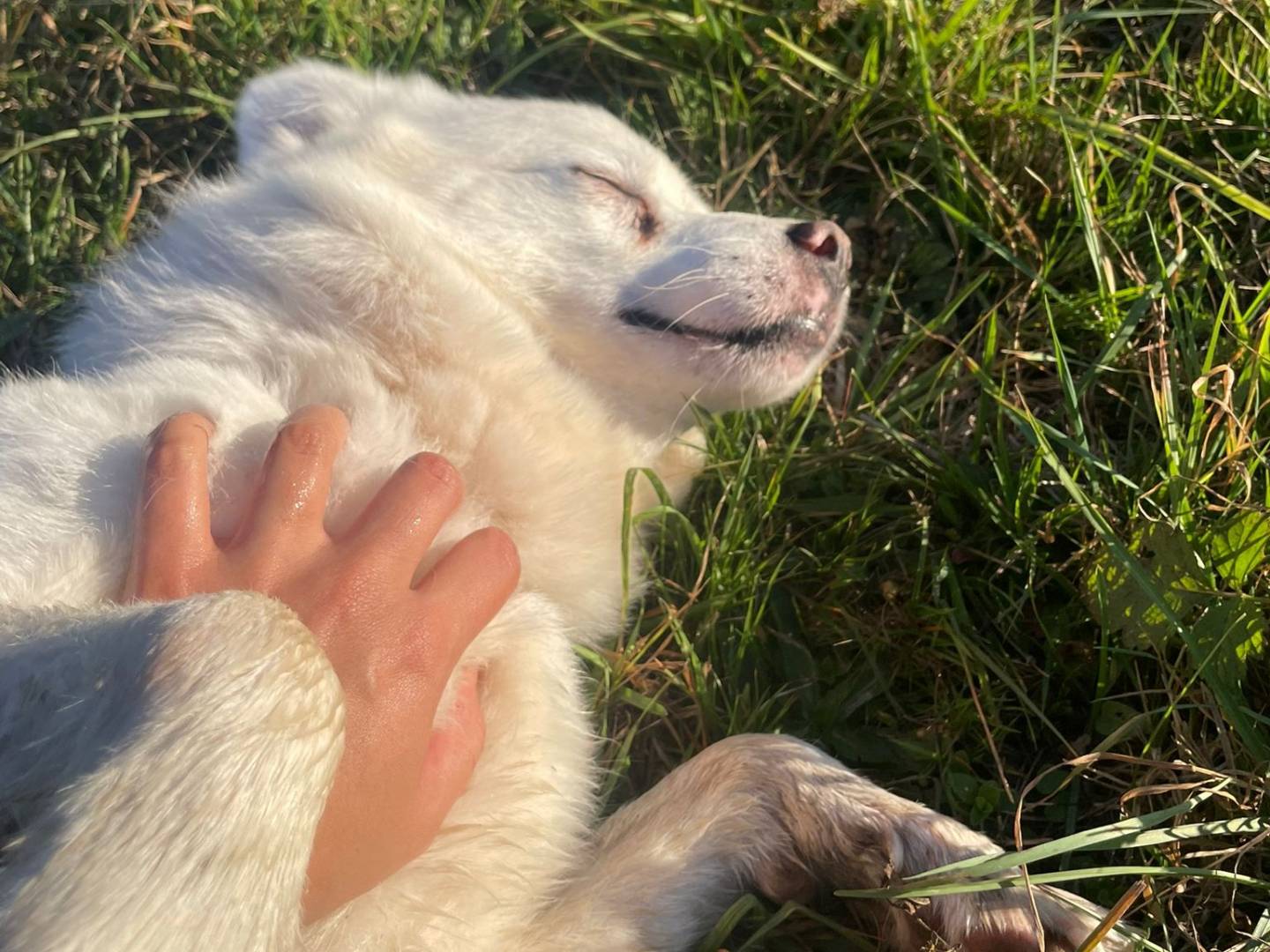 Adotta un cane, maschio, 9 anni e 1 mese, Cuneo