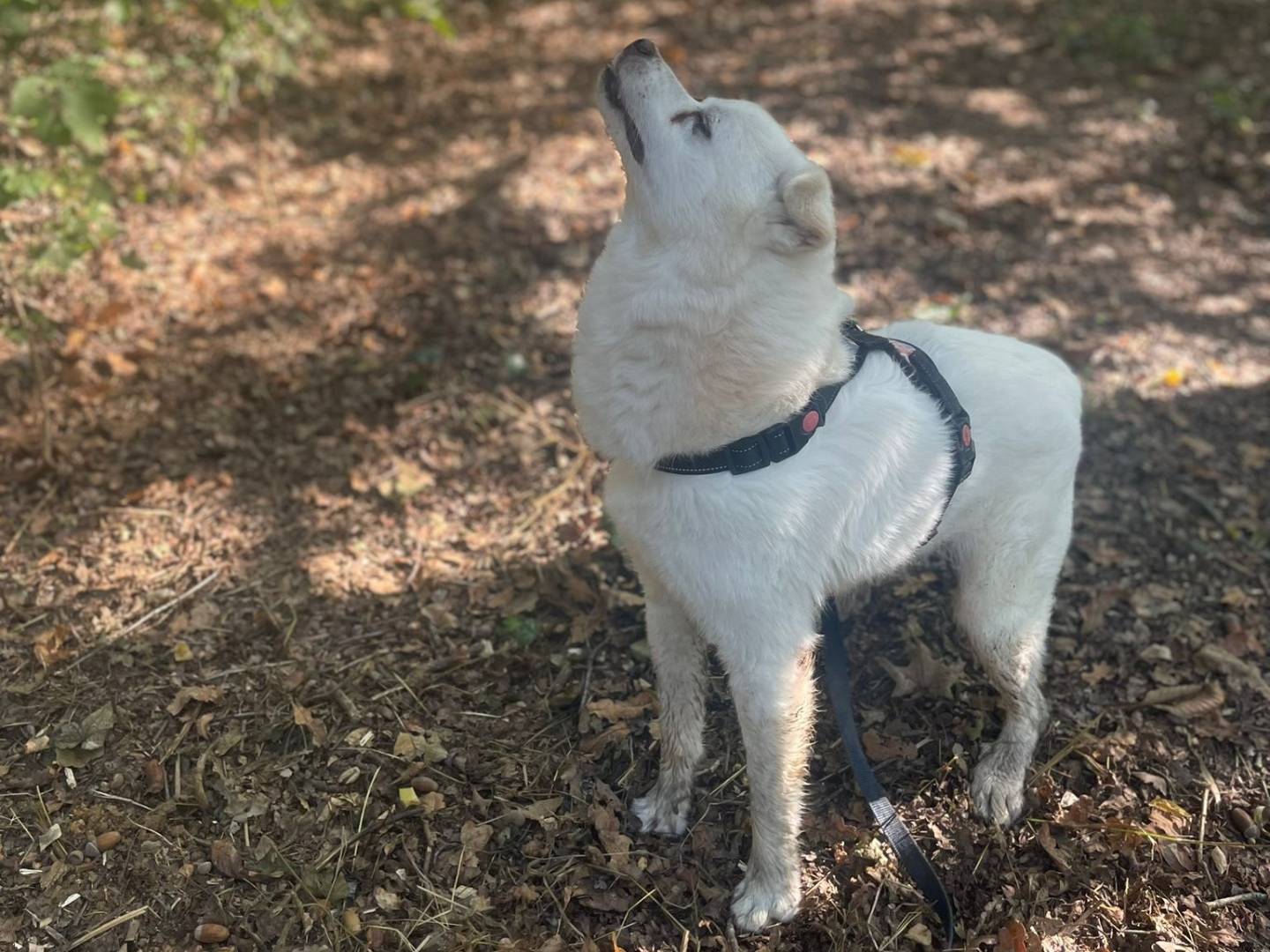 Adotta un cane, taglia media contenuta, maschio, Cuneo