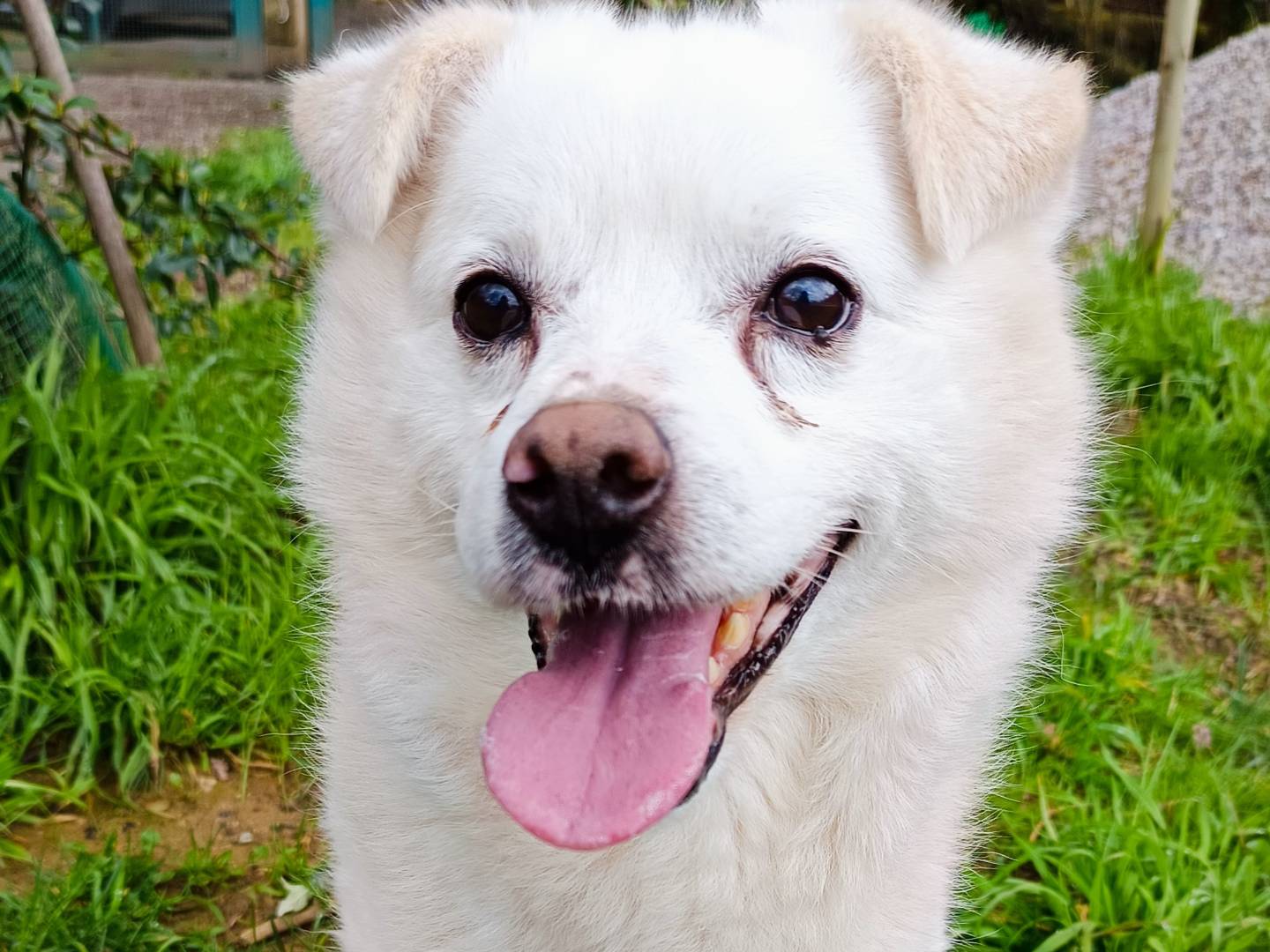 Vuoi adottare un cane a Cuneo?