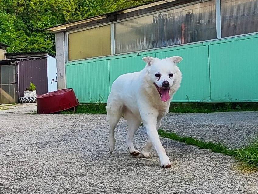 Adotta il cane Remì  a Cuneo