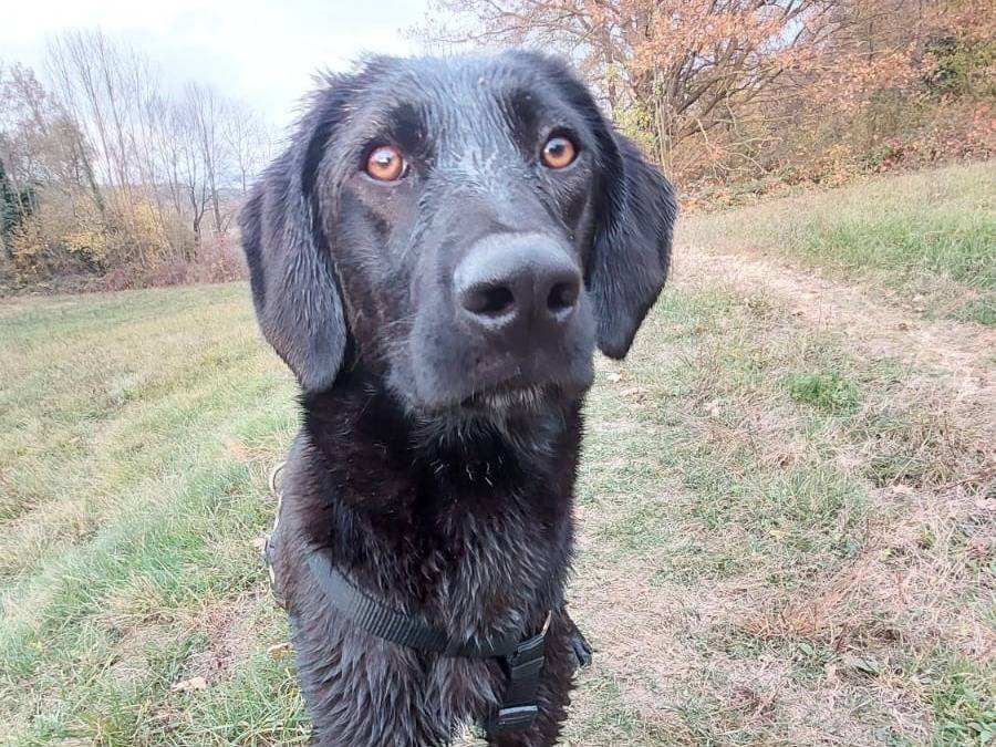Vuoi adottare un cane a Cuneo?