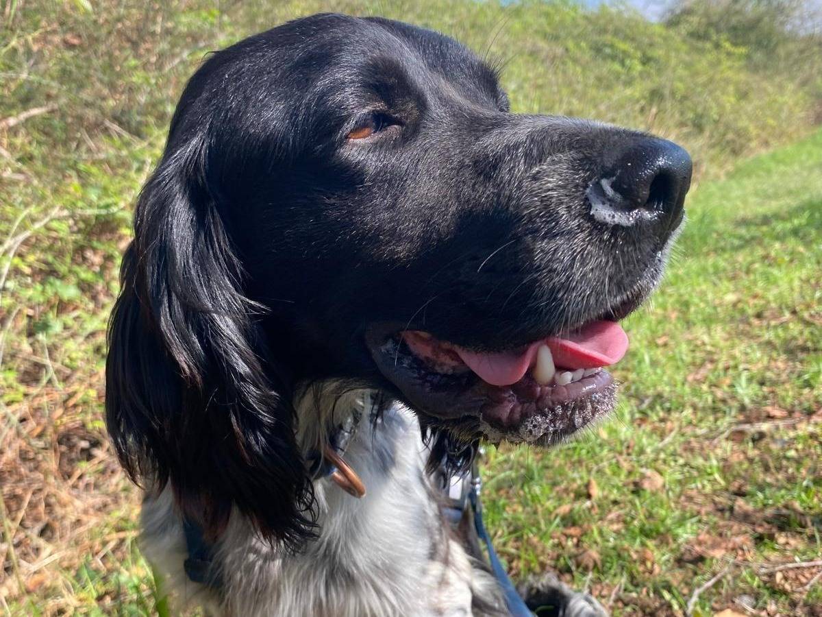 Adozione cane, maschio, Setter Inglese Razza sconosciuta, 4 anni e 11 mesi, taglia media contenuta, Milano