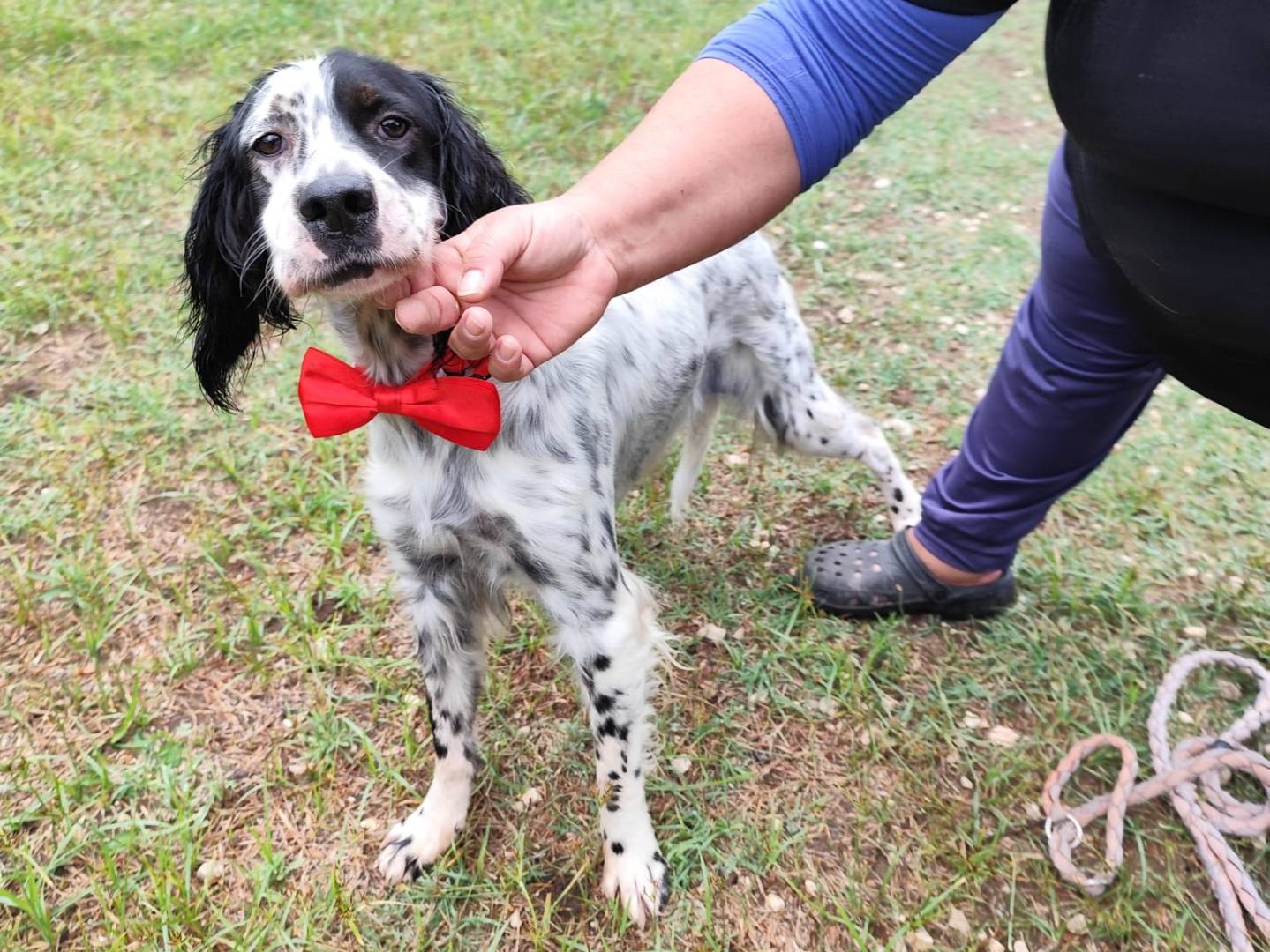 Adozione cane, femmina, Setter Inglese Razza sconosciuta, 1 anno e 5 mesi, taglia media, Caserta