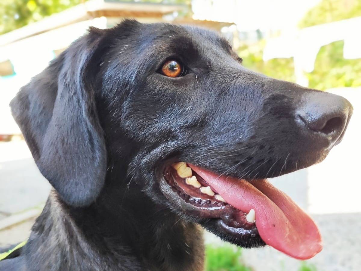 Adotta il cane Zigulì  a Cuneo