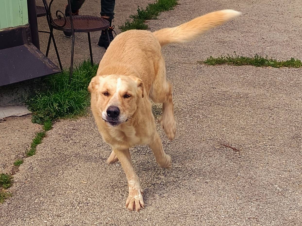 Vuoi adottare un cane a Cuneo?