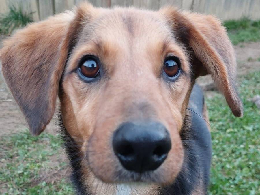 Adotta un cane, maschio, 8 anni, Cuneo