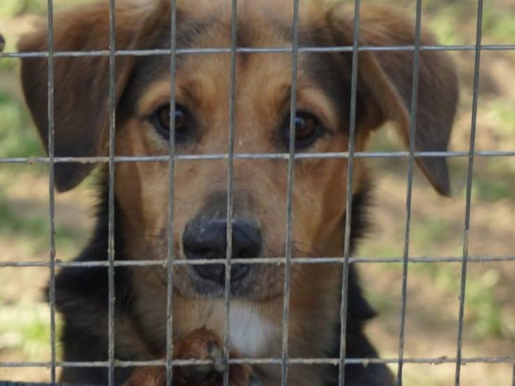 Adotta un cane, taglia media contenuta, maschio, Cuneo