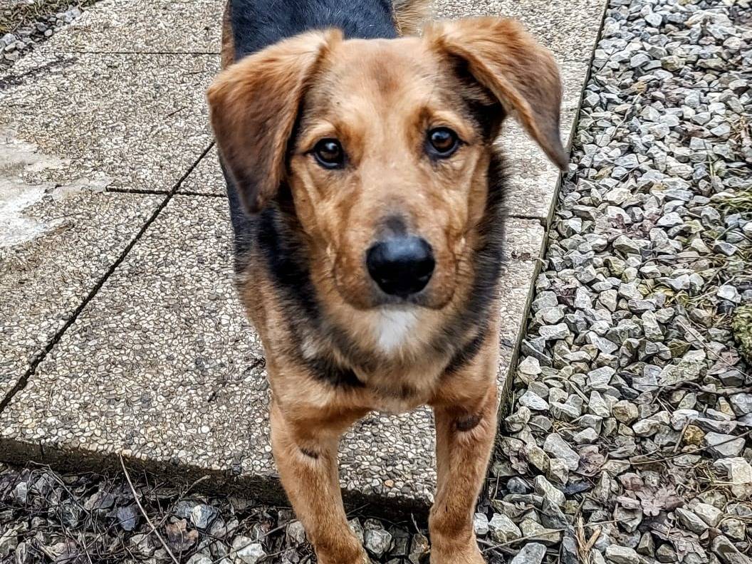 Vuoi adottare un cane a Cuneo?