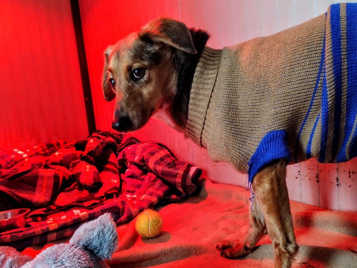 Adotta il cane Vanny a Cuneo