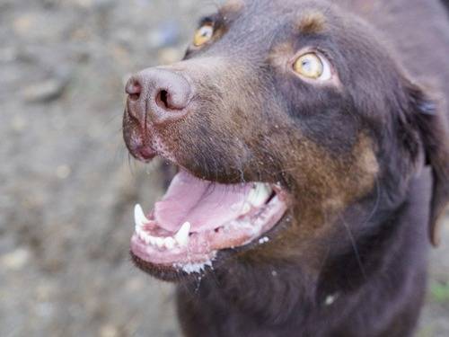 Vuoi adottare un cane a Milano?