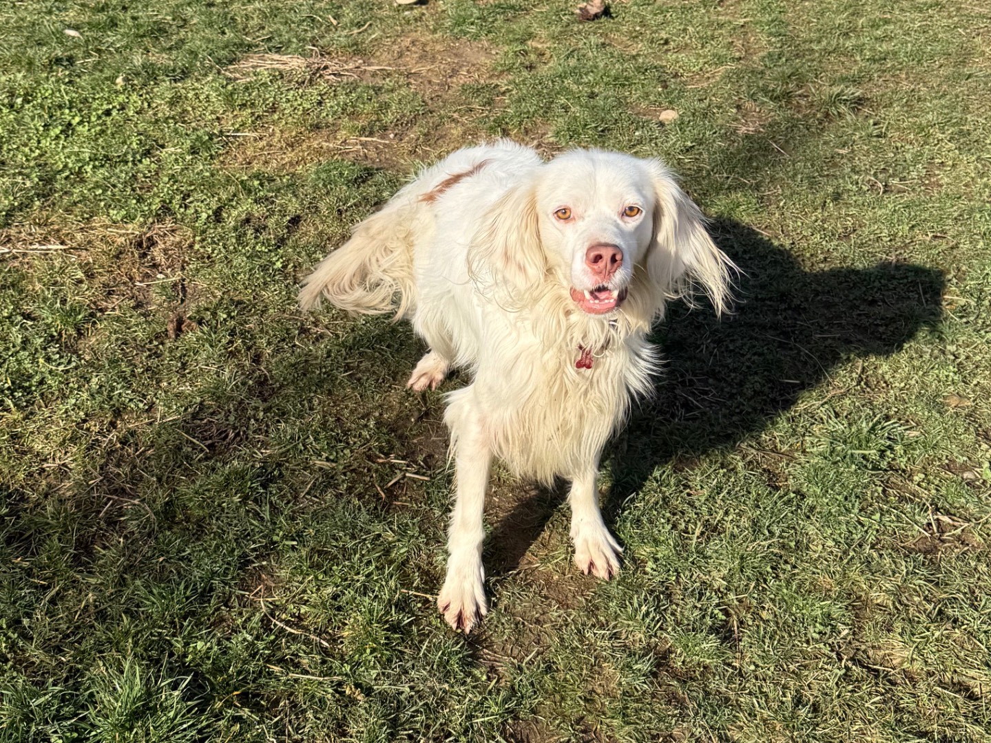 Adotta un cane, taglia media, maschio, Milano