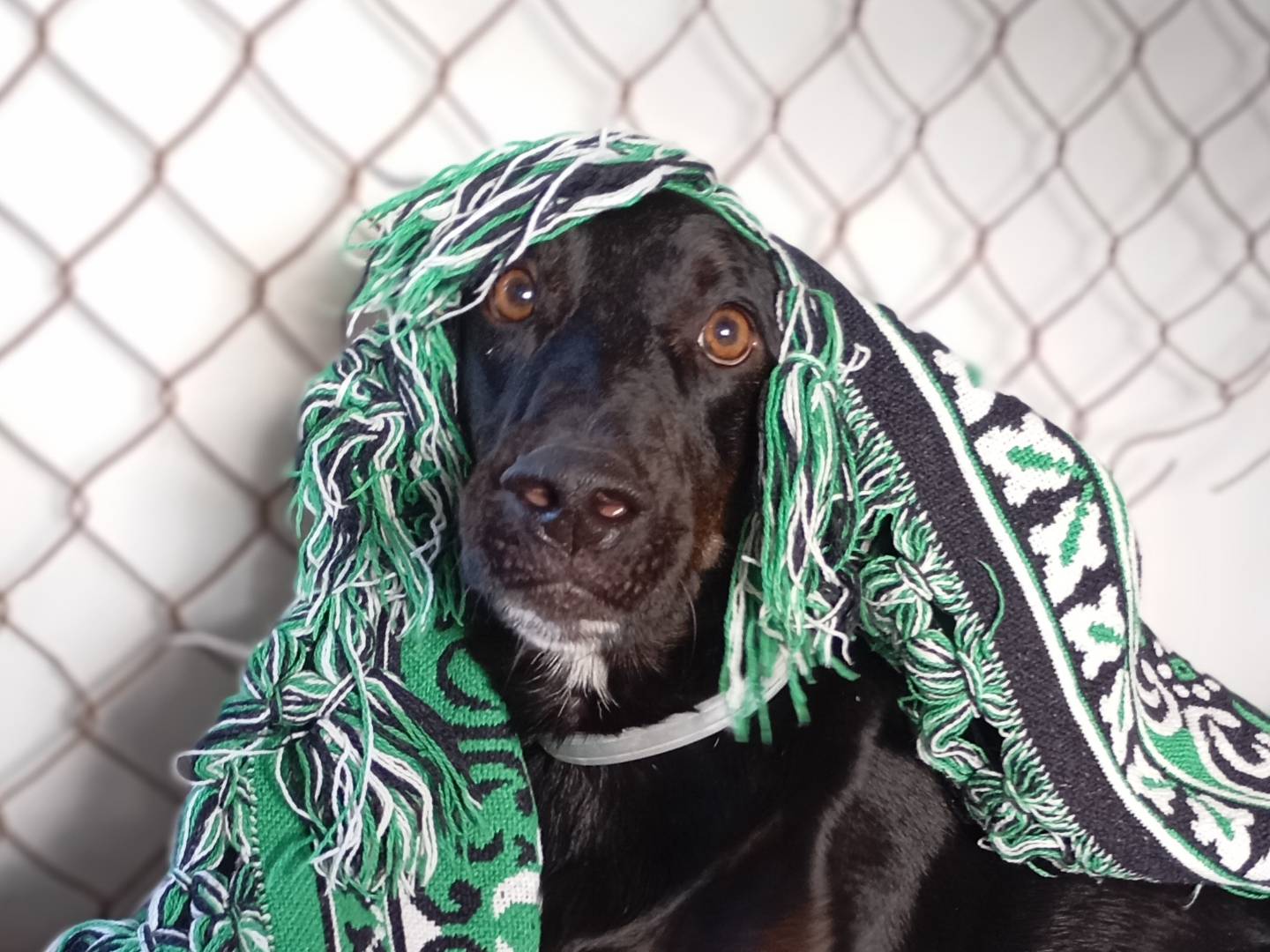 Adozione cane, maschio, Razza sconosciuta Razza sconosciuta, 3 anni e 6 mesi, taglia media, Latina