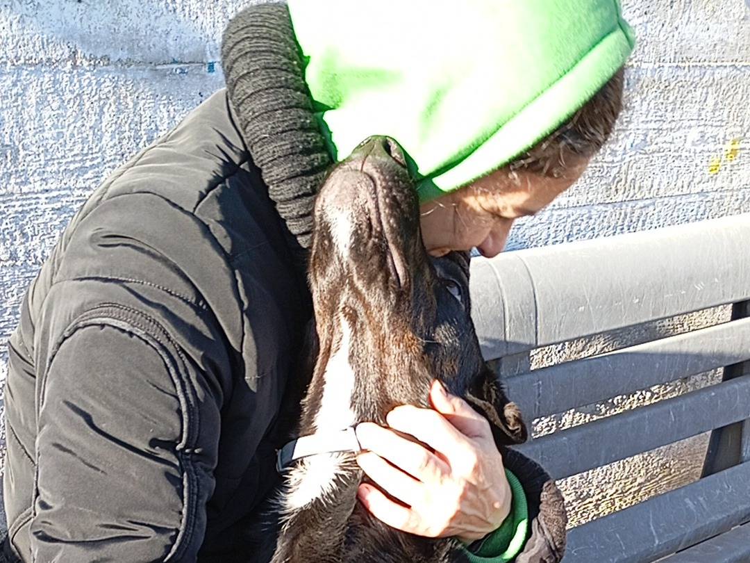 Adotta un cane, maschio, 3 anni e 6 mesi, Latina