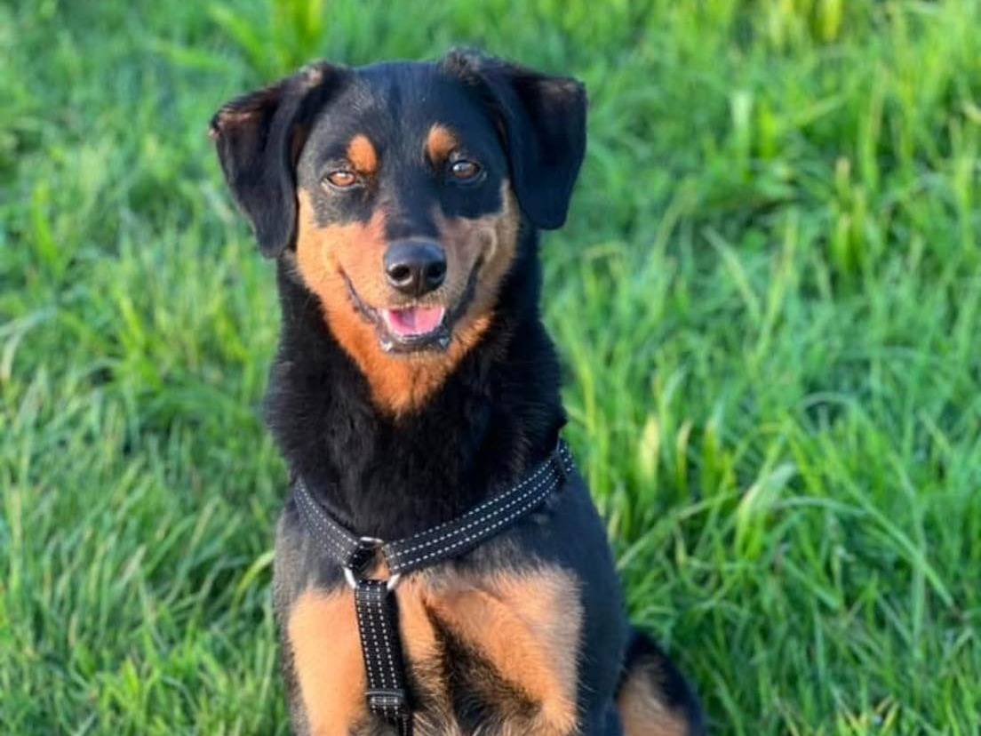 Vuoi adottare un cane a Bergamo?