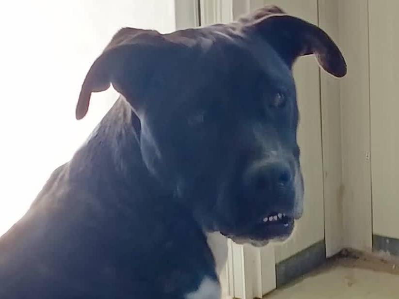 Vuoi adottare un cane a Padova?