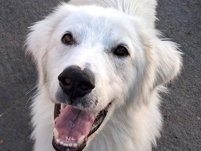 Adozione cane, maschio, Pastore maremmano Razza sconosciuta, 1 anno e 1 mese, taglia media, Milano