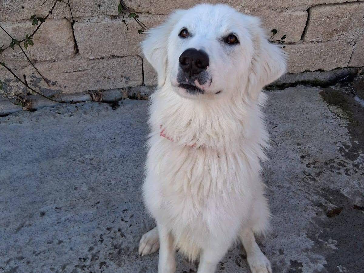 Adotta un cane, taglia media, maschio, Milano