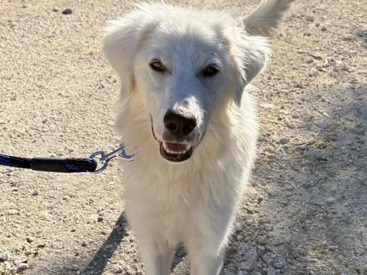 Vuoi adottare un cane a Milano?