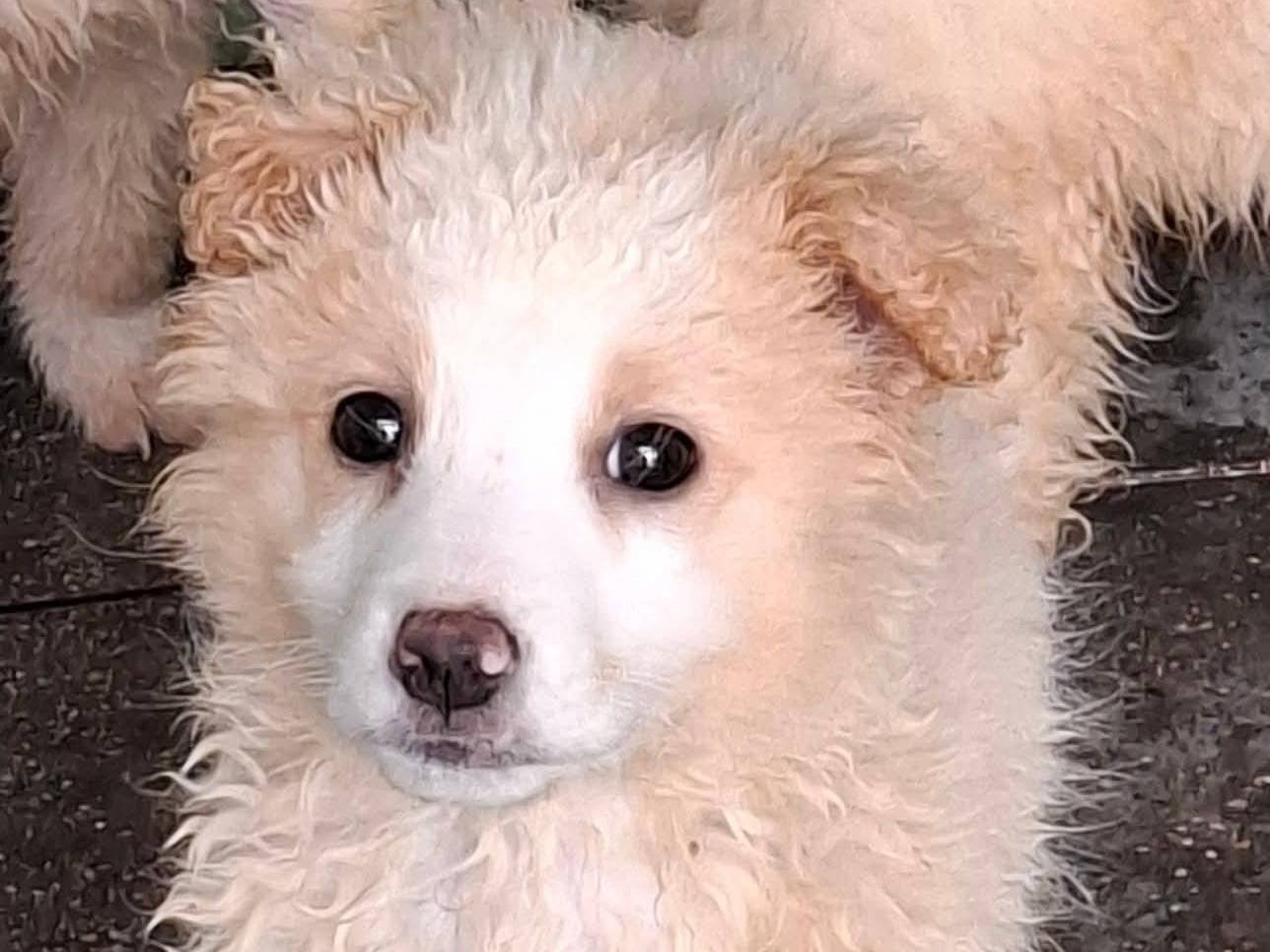 Adozione cane, femmina, Razza sconosciuta Razza sconosciuta, 3 mesi, taglia media contenuta, Milano