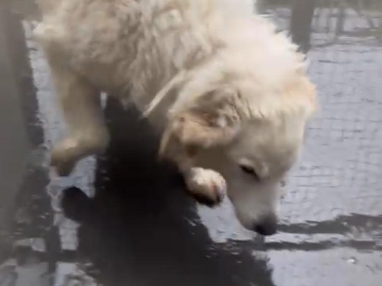 Vuoi adottare un cane a Latina?