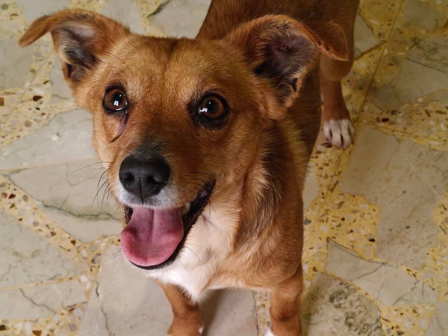 Adozione cane, maschio, Razza sconosciuta Razza sconosciuta, 2 anni e 1 mese, taglia piccola, Milano