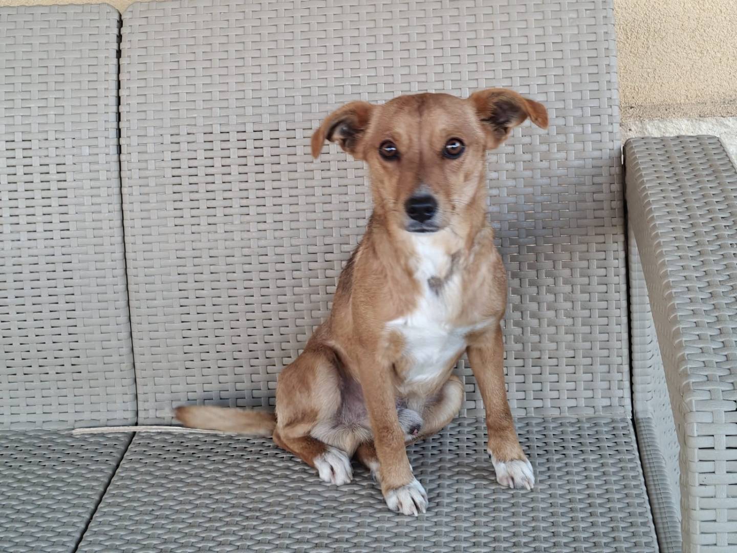 Adotta un cane, maschio, 2 anni e 1 mese, Milano