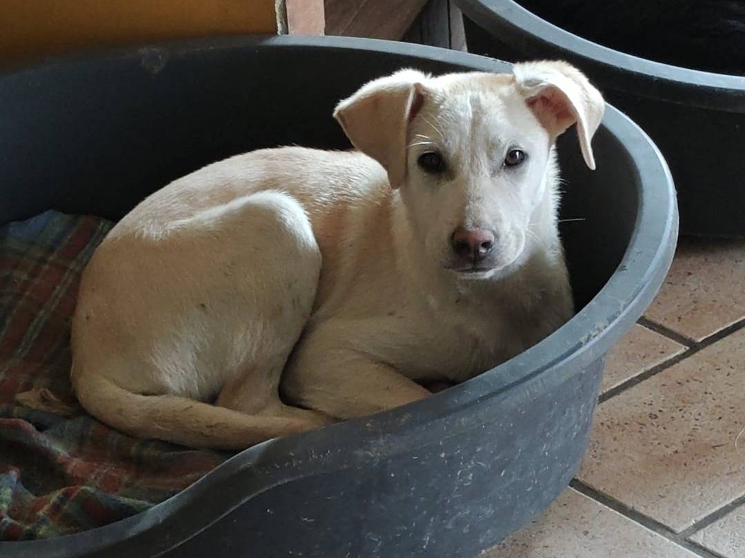 Adozione cane, maschio, Razza sconosciuta Razza sconosciuta, 4 mesi, taglia media, Milano